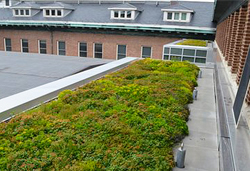 JRA_UIUC Lincoln Hall Courtyard_GreenRoof 1